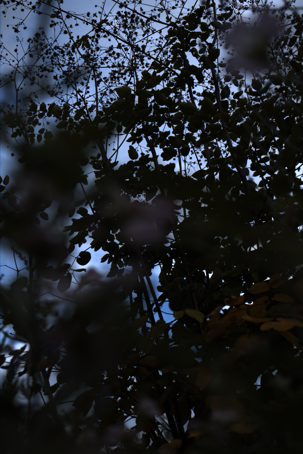 2025-08-01_171754_RL1418061_CanonEOS2000D_0_0-_R2.229_B1.692_lightmode_2.png