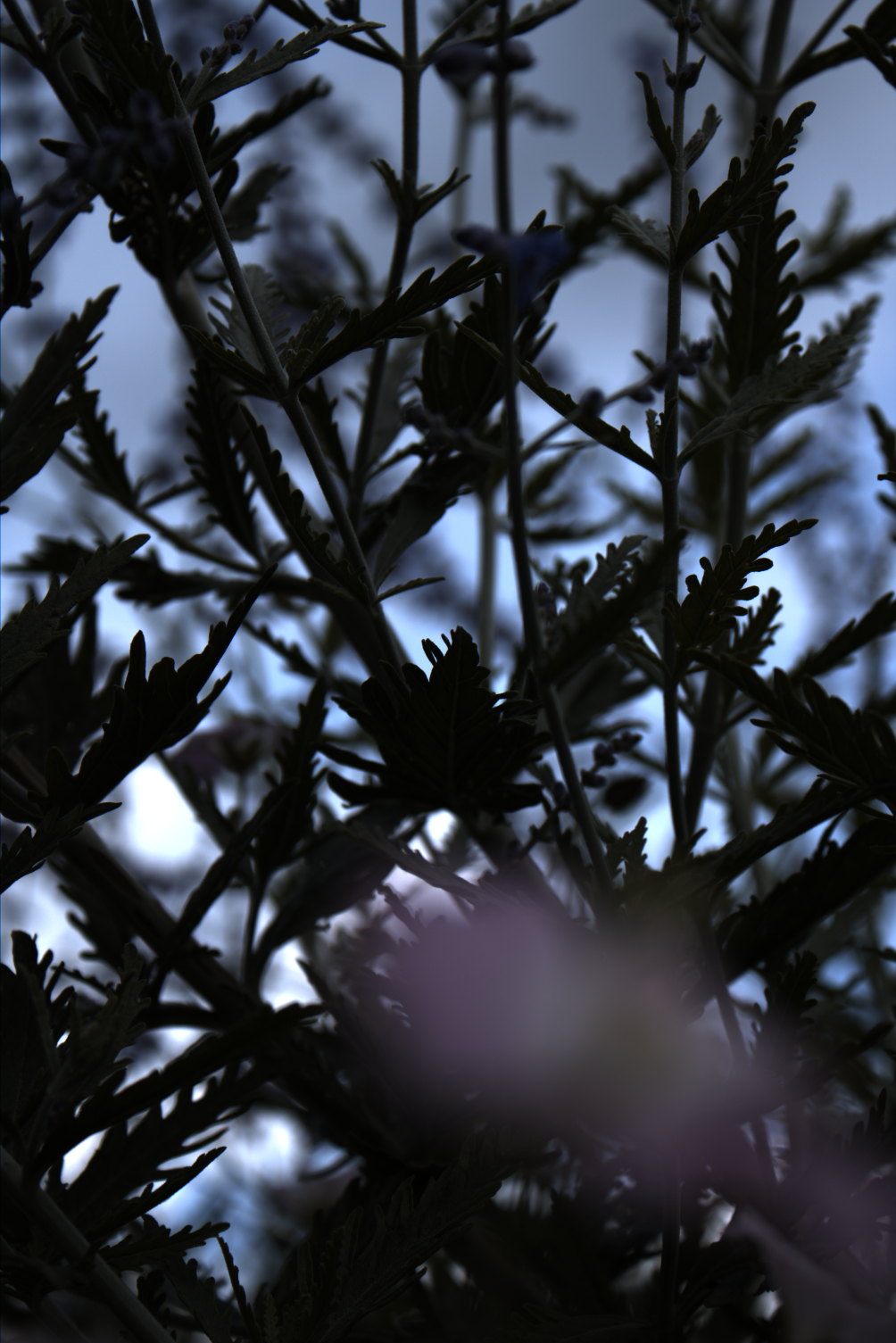 2025-08-01_171805_RL1418061_CanonEOS2000D_0_0-_R2.229_B1.692_lightmode_2.png