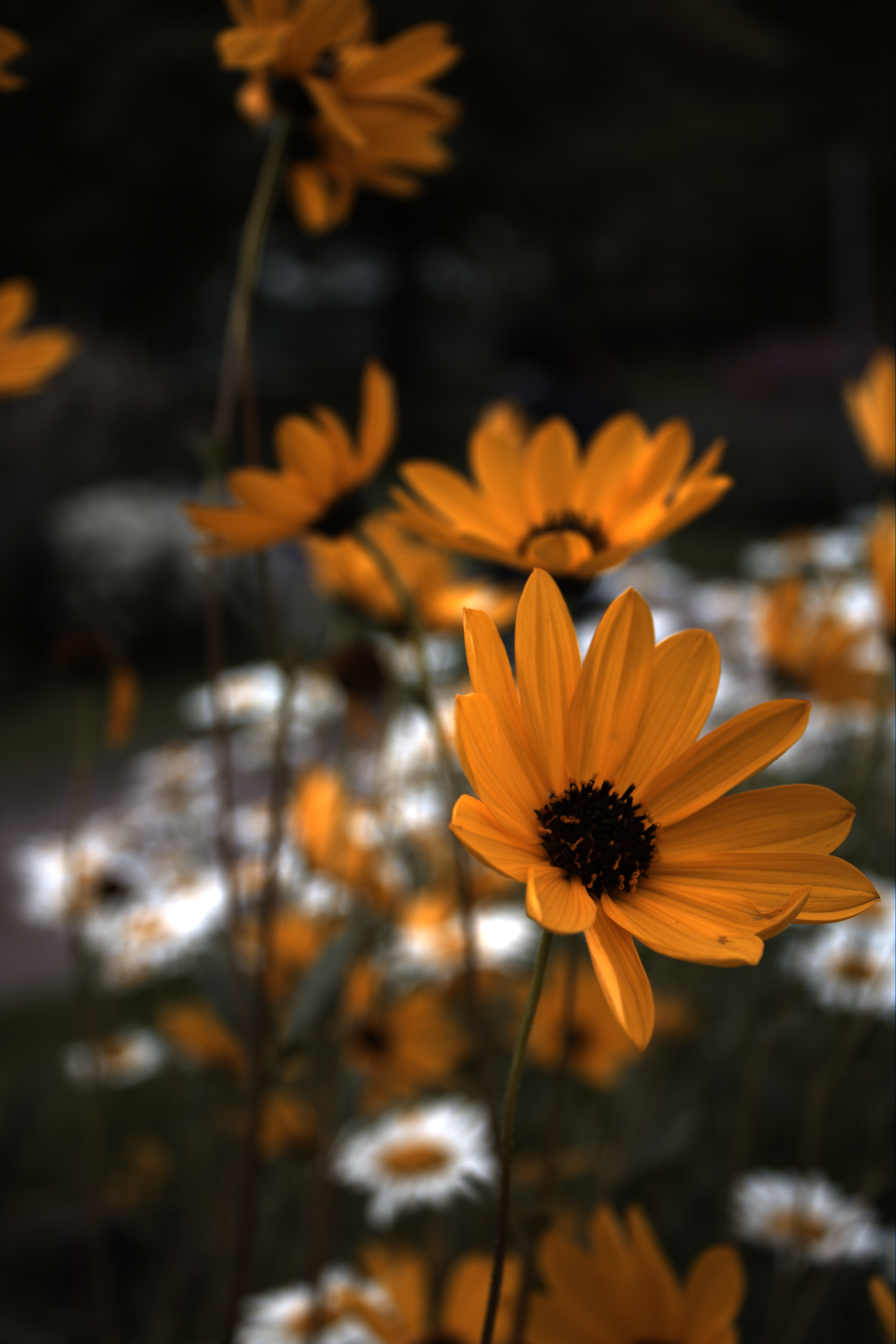 2025-08-01_172015_RL1418061_CanonEOS2000D_0_0-_R2.229_B1.692_lightmode_2.png